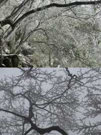 雲海日出|福建人有自己的武功山