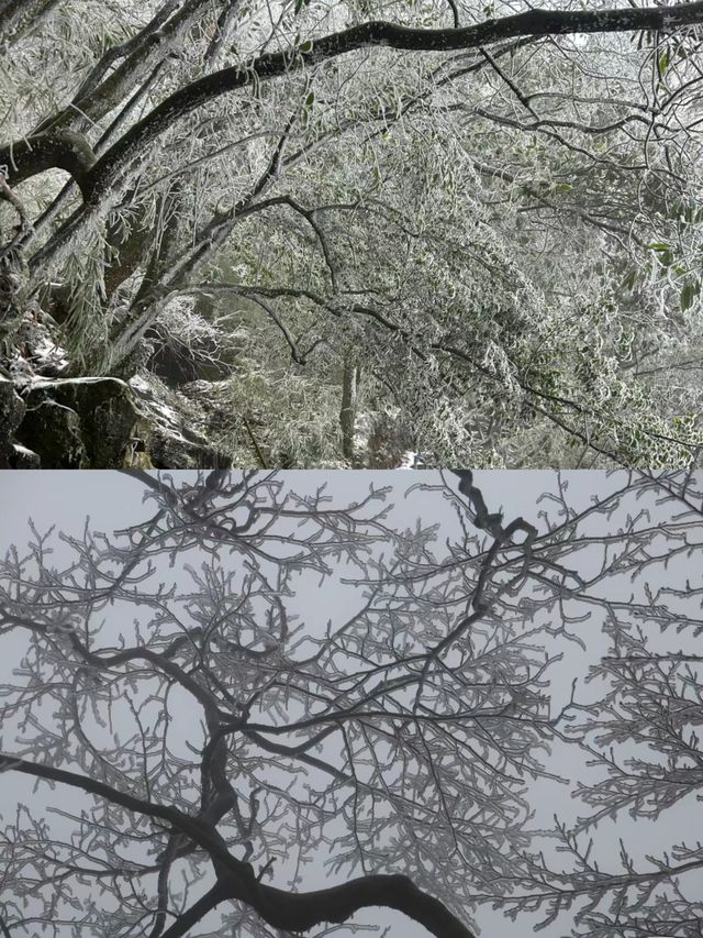 雲海日出|福建人有自己的武功山