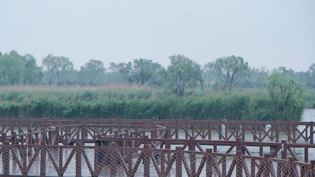 周口市淮陽區 龍湖濕地公園丨北方最佳賞荷盛地