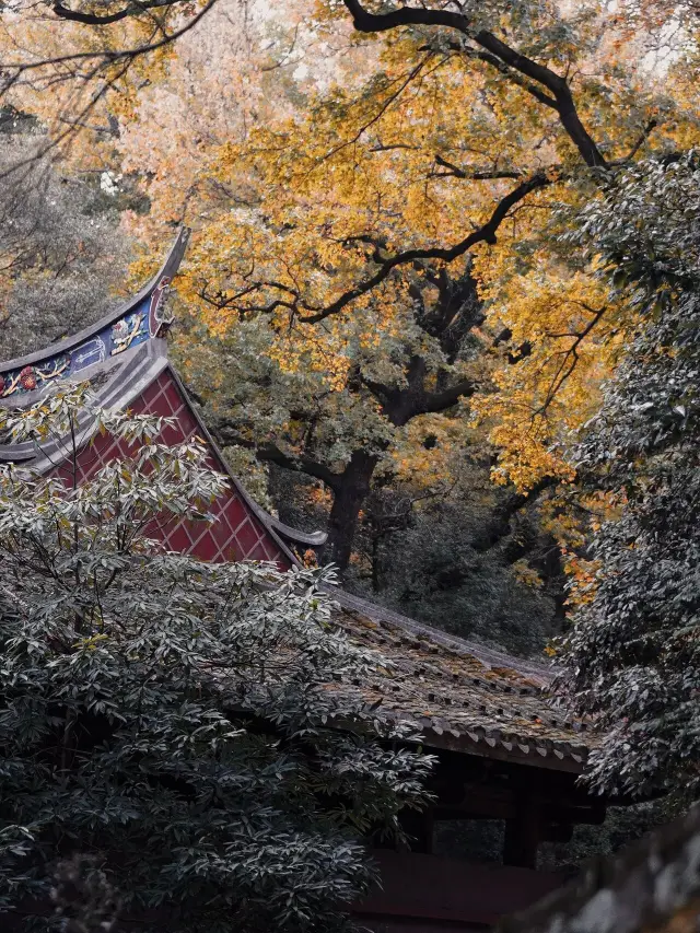 冬の鼓山の湧泉寺Ⅱ楓の香りの木はとても良いです