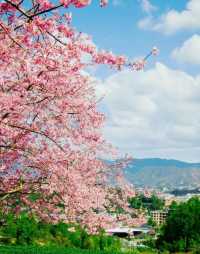 福建的櫻花園