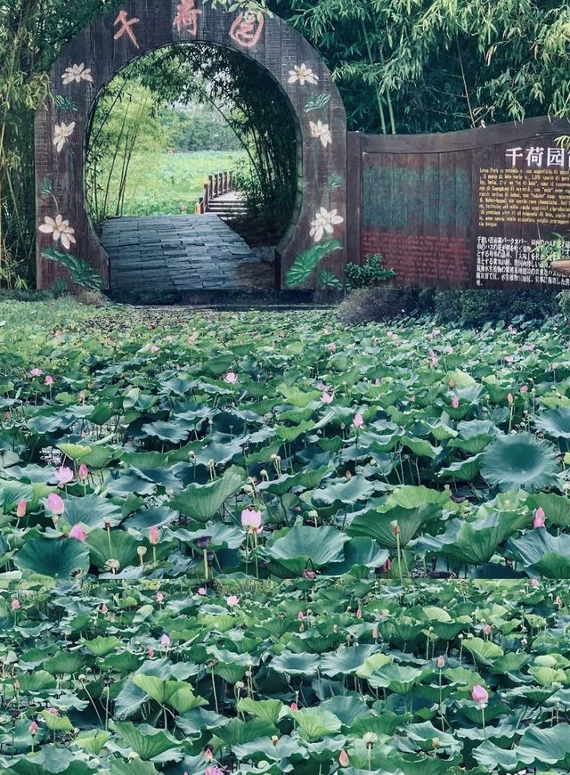 洪澤湖濕地宿遷絕美水上森林