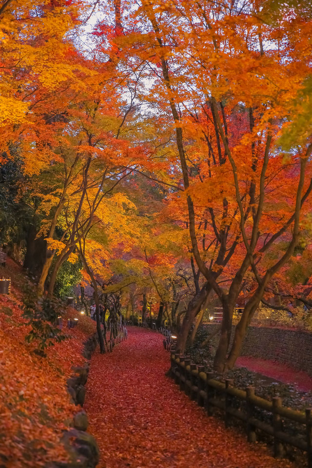 京都楓葉狩｜又是一年楓葉季！去京都賞楓！