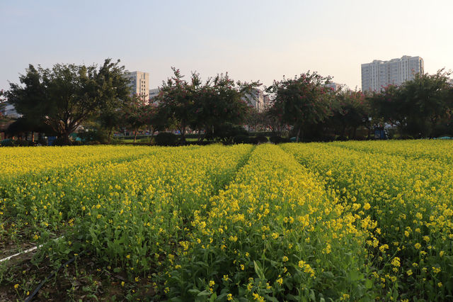 城市裡的金色油菜花海（二）