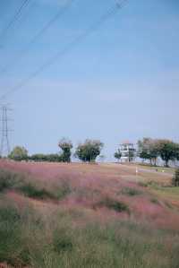 深圳秋日粉黛花海浪漫在山野