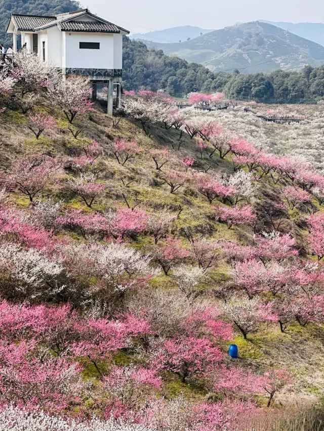 賞梅花的天花板