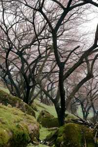 四川大邑鶴鳴山—春始萌發，梅花盛開