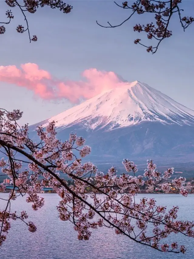 Cherry blossoms, hot springs, capybaras, which one do you choose this spring?