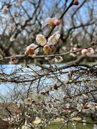 感受春天 - 閔行體育公園的早春梅花
