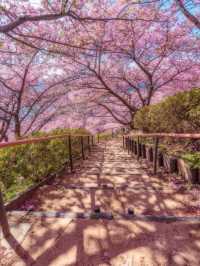 日本早櫻已盛開，愛櫻花的你還不來嗎？