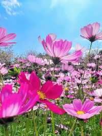 來看廣州版「芳草鮮美 落英繽紛」