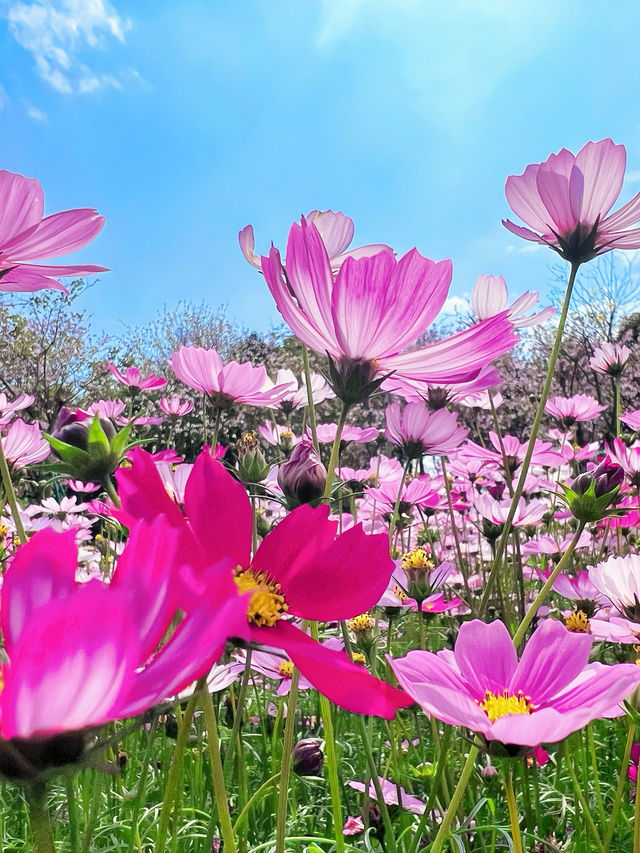 來看廣州版「芳草鮮美 落英繽紛」