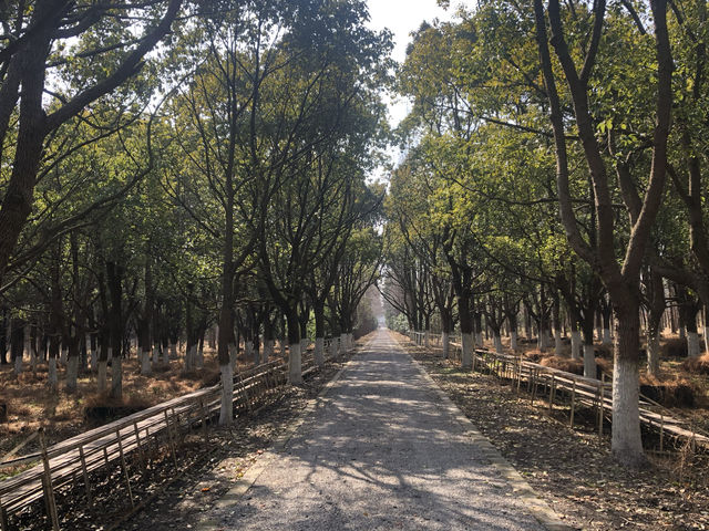 來崇明千萬不能錯過的東平森林公園