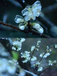 粵北觀冰花