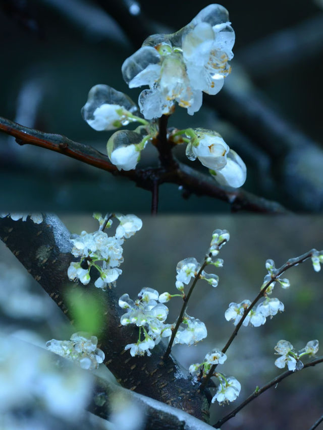粵北觀冰花