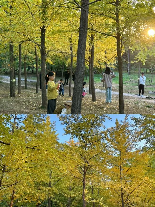 太原森林公園的銀杏林變黃啦