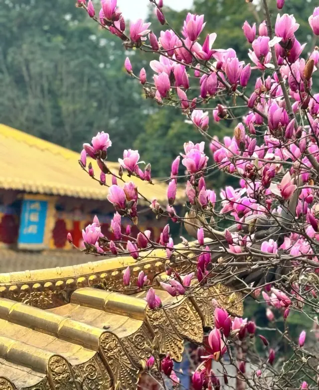 Pengzhou Sansheng Temple | Magnolia flowers are in full bloom