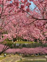 「絕美櫻花大道，南京中山植物園盛放，美景盡收眼底！」