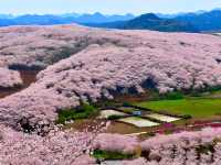 全球最大櫻花基地，居然在中國！