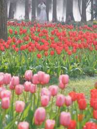 花筑奢·南京｜來中山植物園體驗春日瑰麗的花海之旅
