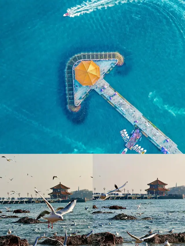 You must always visit Qingdao to see the seagulls in spring, here's a guide