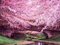 Yokohama: The Magical Cherry Blossom