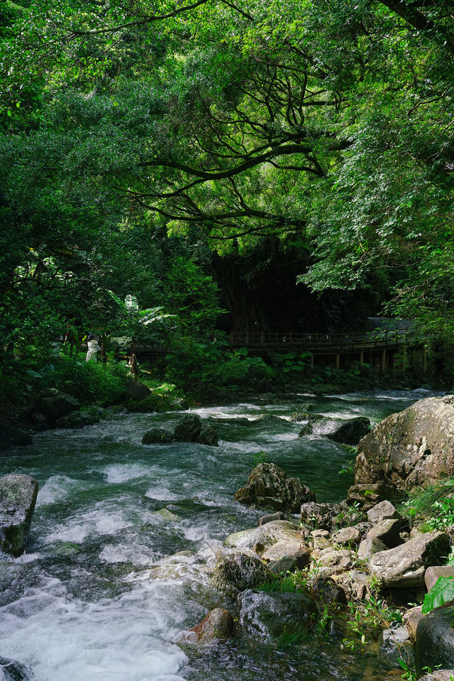 不用去貴州廣州也有絕美綠寶石森林公園~