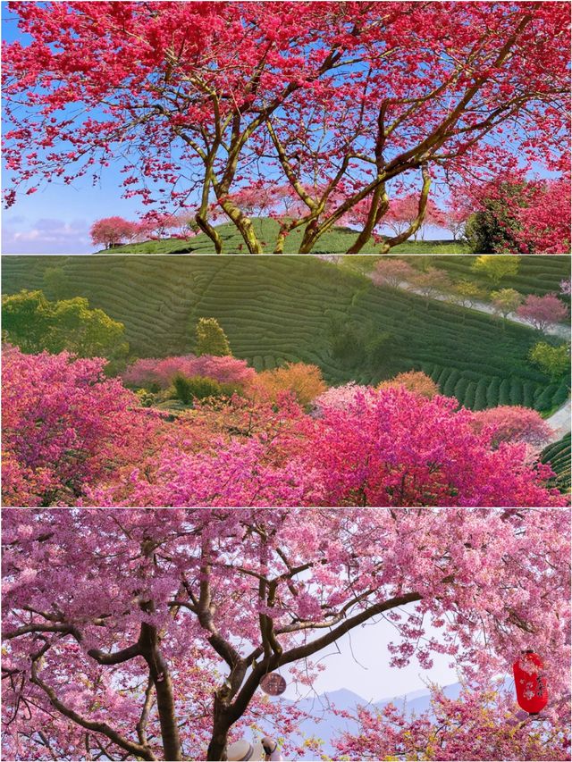 福建藏在漫畫裡的櫻花園