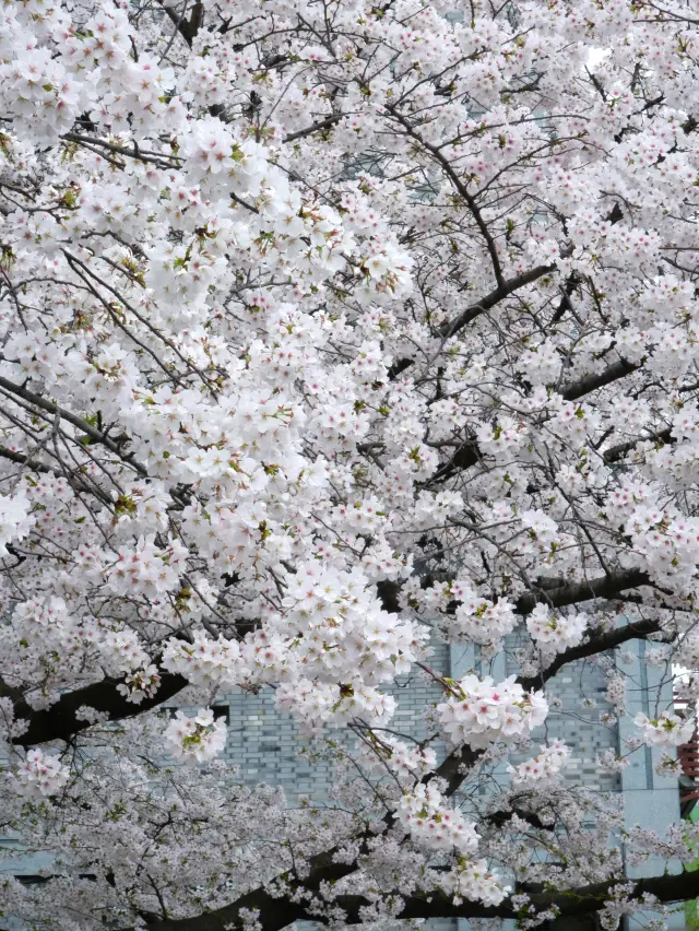 I saw the spring and Jingming of Hangzhou by the Grand Canal, it was really romantic