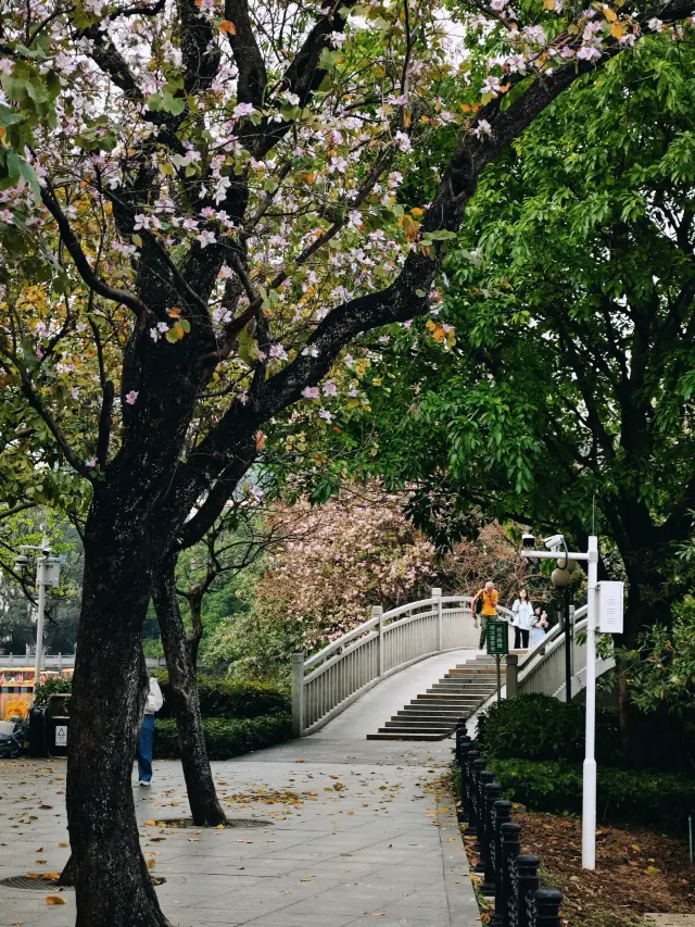 地元の人たちが皆好んで訪れるのも無理はない、「東山湖公園」は本当に美しいです