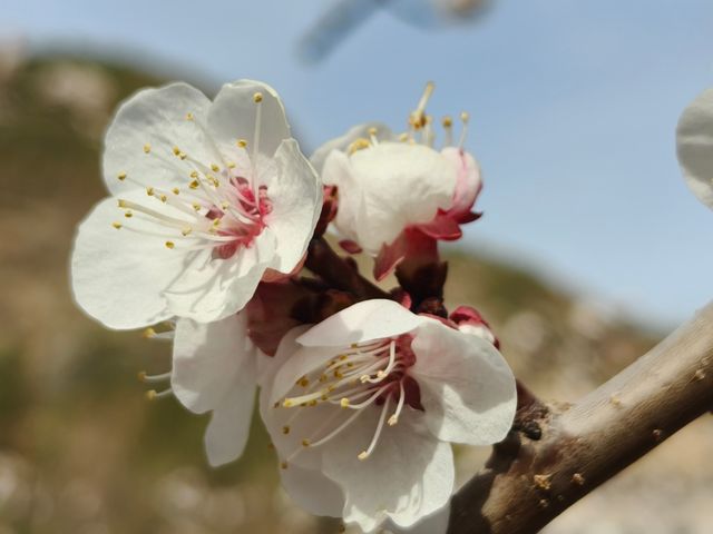 春季3-4月去蘭州周邊賞花