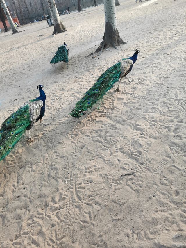秦皇島野生動物園|帶娃投喂的快樂
