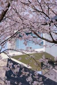 南京林業大學圖書館前的櫻花大道