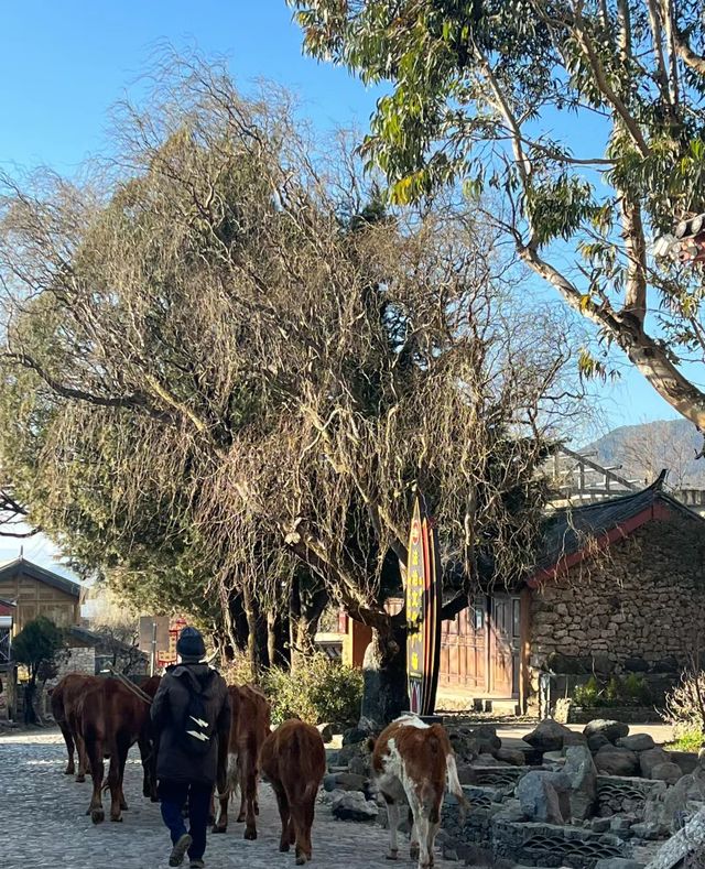 比起麗江古城我更愛這座玉龍雪山下的小鎮