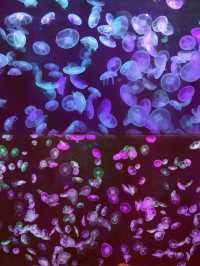 雲上海洋館·特別的存在