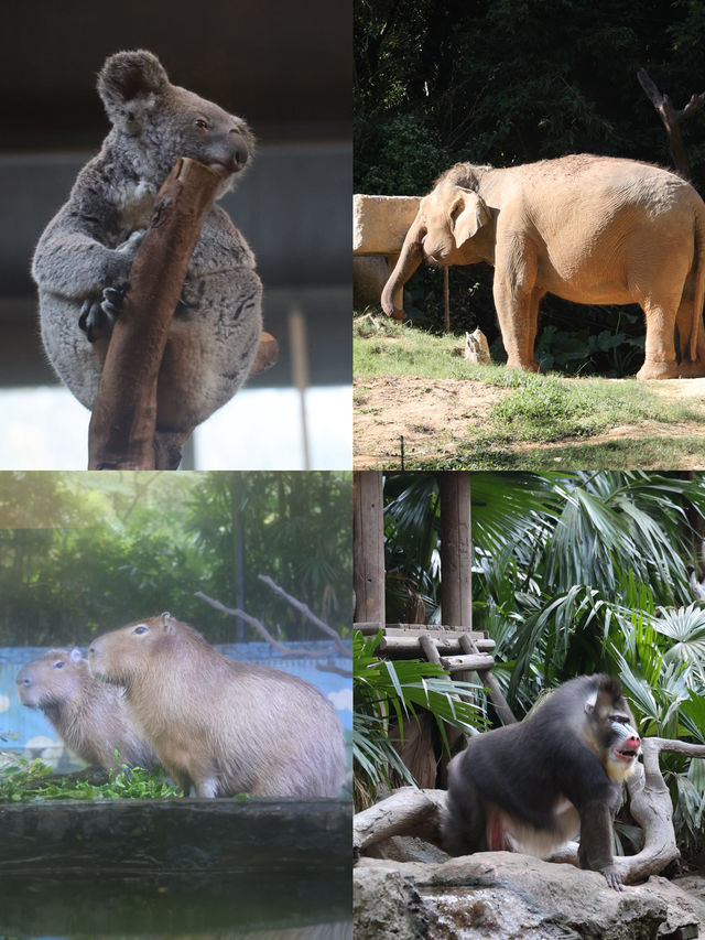 長隆野生動物園的精彩打卡之旅，別錯過這些必游項目