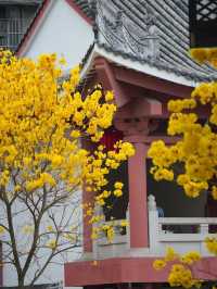 光孝寺的黃花風鈴木燦爛盛開