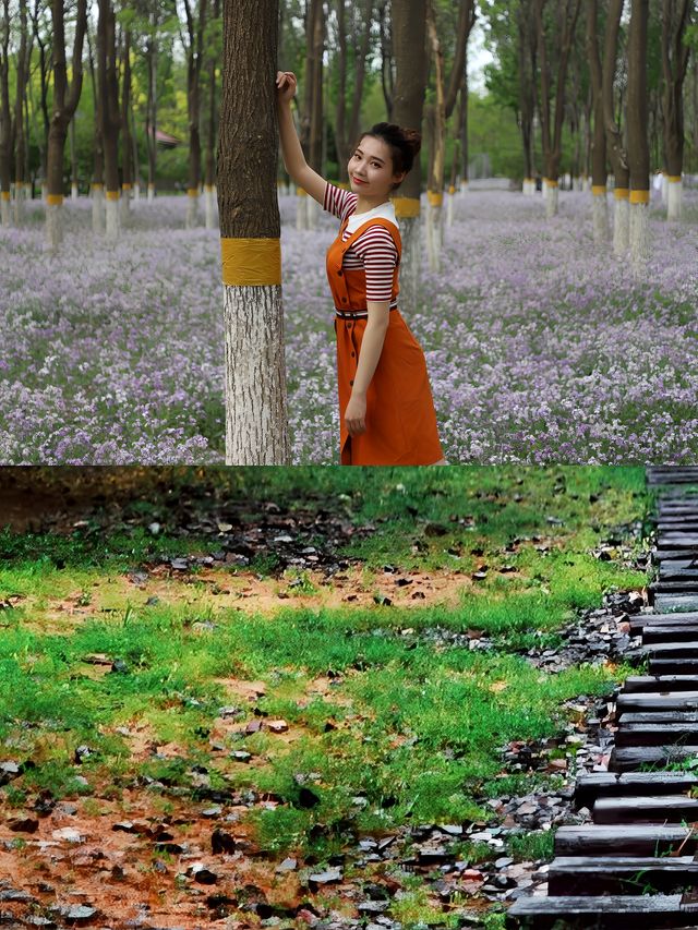 城市公園圖鑑｜將府公園裡的二月蘭怎麼拍好看？