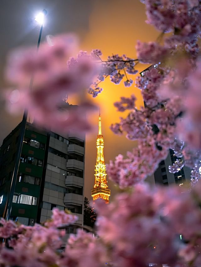 Tokyo Tower is stunning 🗼🇯🇵🌸