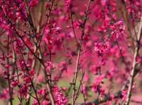 Floral 🌸 Wonderland in Longgang City