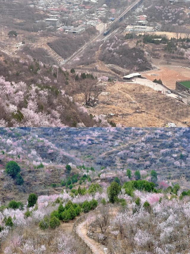 北京看十里桃花