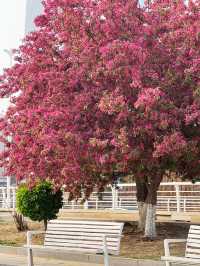 天津賞花好去處｜海河畔的海棠神樹已盛開