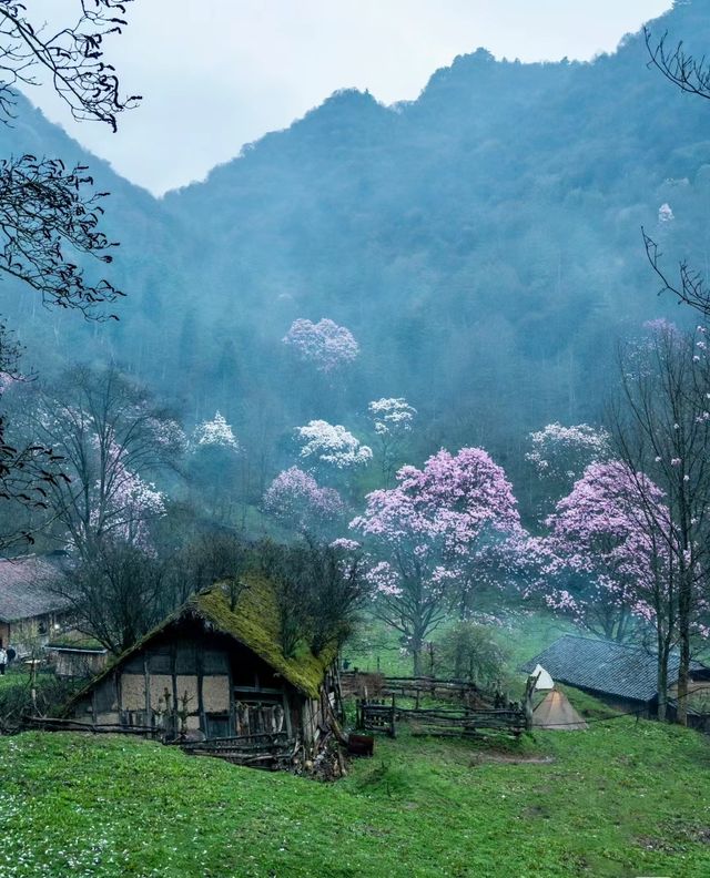 綿陽江油藏王寨～藏於山谷深處的辛夷花秘境