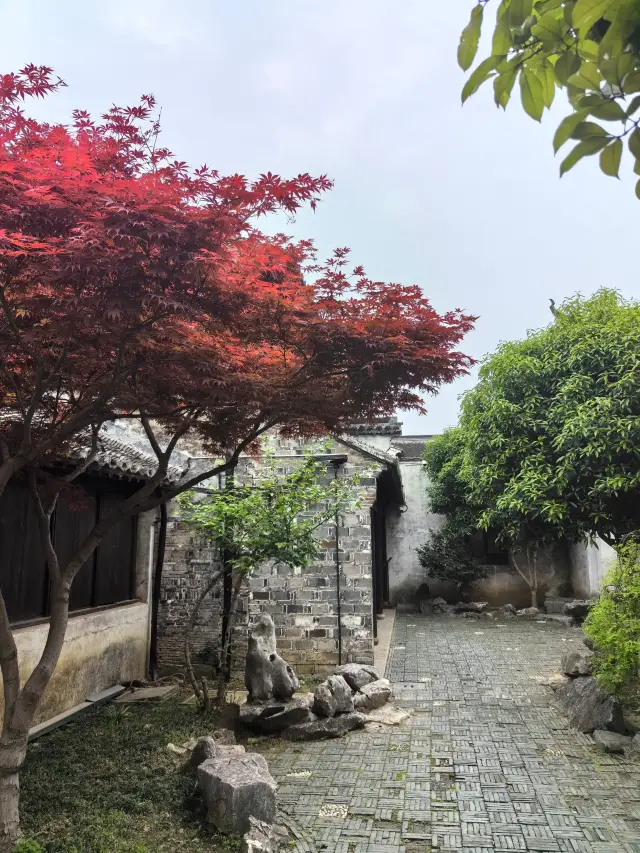 Osmanthus Flowers in Bloom | Half-Day Leisure Tour in Wuxi's Dangkou Ancient Town