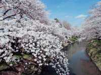 Spring Miracle