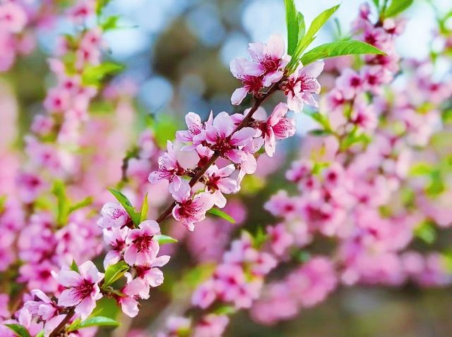 春日踏青賞花，與春天來一場浪漫之約