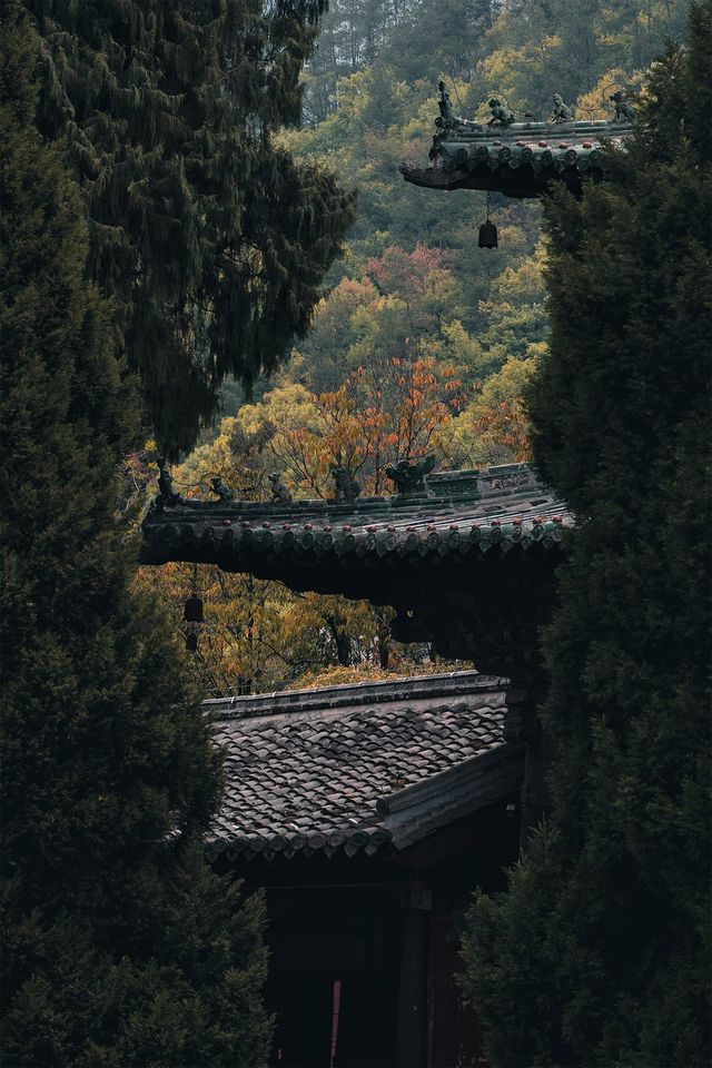 隨著四月的花瓣雨