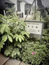 江南古鎮新景點-蟠龍