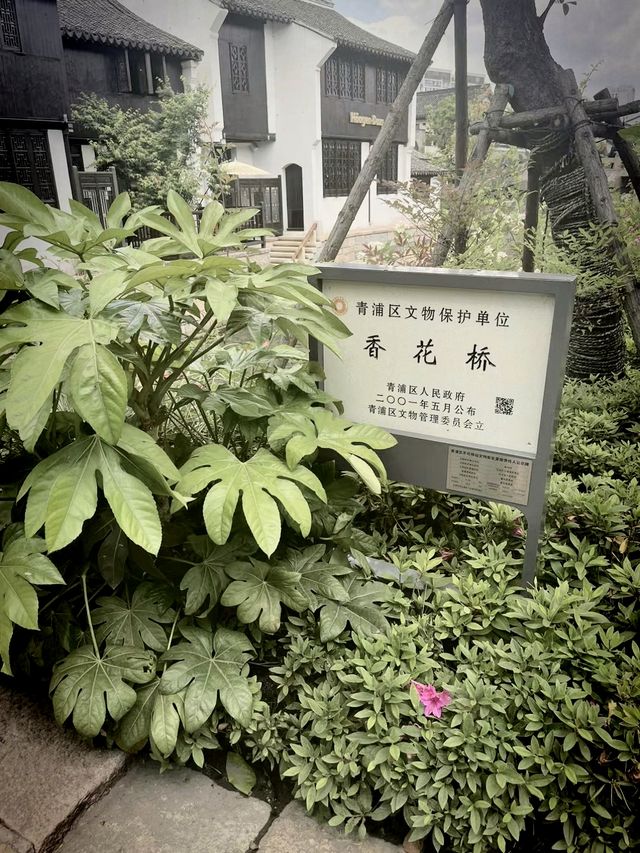 江南古鎮新景點-蟠龍