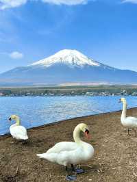 富士山的山中湖白鳥濱，簡直太寶藏啦！